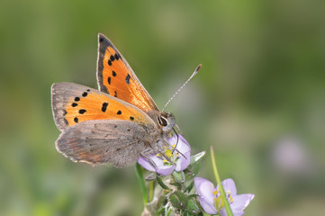 Fototapeta na wymiar A closeup of a beautiful butterfly