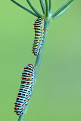 A closeup of a machaon caterpillar