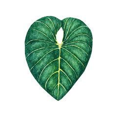Hand drawn watercolor tropical leaf isolated on the white background - 155881578