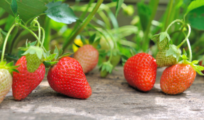 fraises sur planche dans jardin 