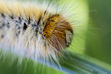 A closeup of a beautiful moth caterpillar
