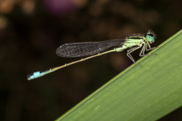 A closeup of a beautiful damselfly