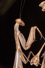 A close-up portrait of a mantis