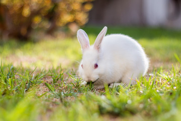 White baby dwarf rabbit sitting outside eating grass