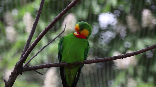 Superb parrot (Polytelis swainsonii) resting on a tree