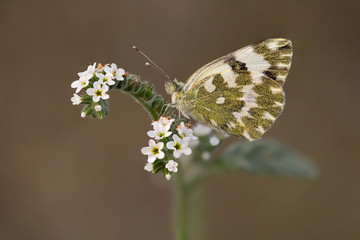 A closeup of a beautiful butterfly