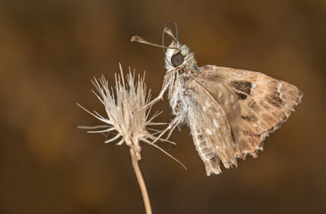 A closeup of a beautiful butterfly