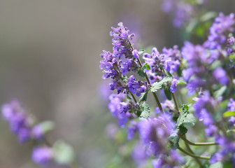 Close up shot of Lavender flowers