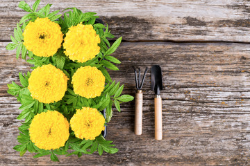 Seedlings of marigold flowers on a wooden background 