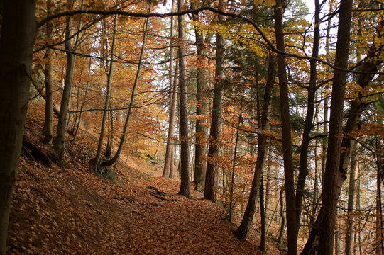 Waldweg dig_0276