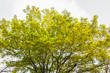 Green leaves and branches of tree on white background