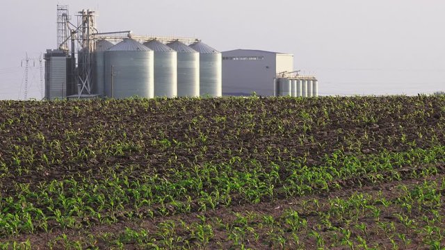 Modern grain silos in cultivated corn crop field, a set of storage tanks in agricultural maize processing plant.