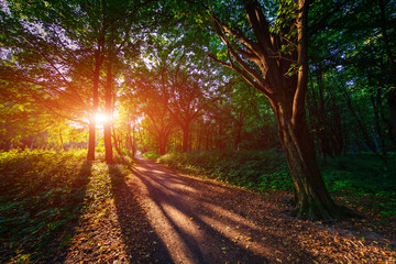 beautiful green forest