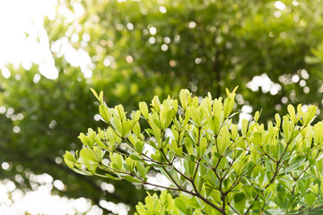 Beautiful green leaves.