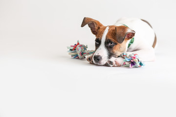 Cute hound puppy wants to play with his rope toy