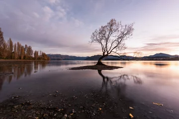 Cercles muraux Aoraki/Mount Cook Landscapes Lonely Tree at Wanaka