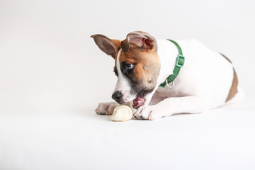 Cute Hound Puppy plays with a rawhide bone