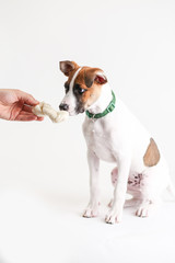Man gives dog a rawhide bone