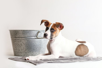 Cute puppy with spots gets a bath in a metal tin