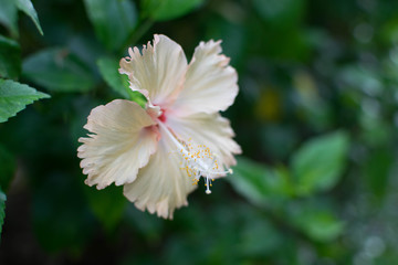 Beautiful of Hibicus for nature concept.
