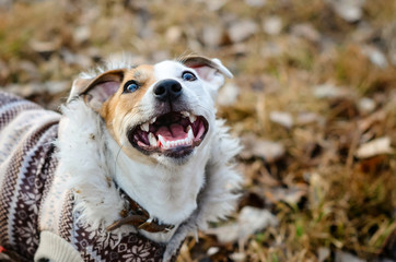 Dog Jack Russell Terrier in coat looking up. Funny dog with a smile