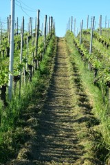 Blick über einen Weinberg auf der Insel Reichenau