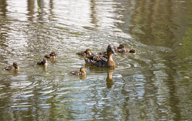 Duck with ducklings