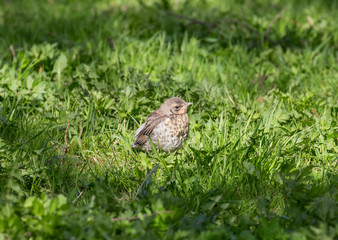 Fieldfare fledgling