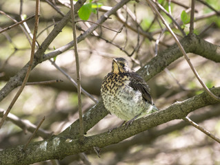 Fieldfare fledgling