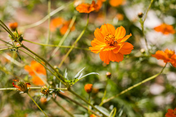 Single orange Cosmos flower against the leafy backdrop