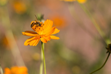 Orange Cosmos flower with bee sitting on it close up.