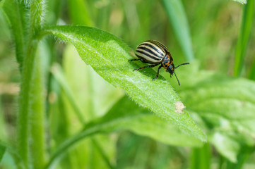 Colorado potato beetle on a green leaf