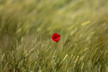 Solitary Elegance: Poppy Bloom Amidst Golden Fields