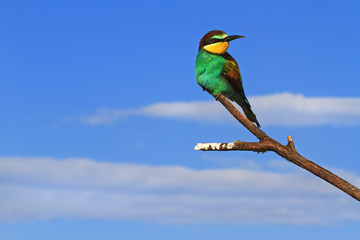 European bee-eaters sitting on a branch on a background of blue sky and white clouds.wild bird