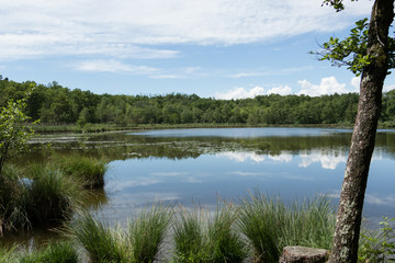 The park is surrounded by greenery