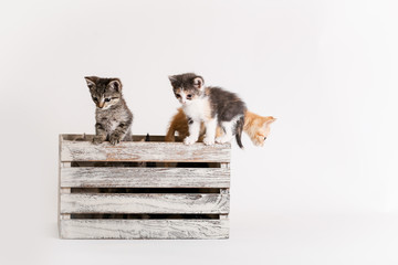 Litter of colorful kittens play in and around a wooden crate