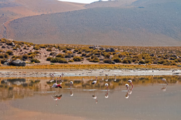 Flamingoes on laguna in Atacama desert