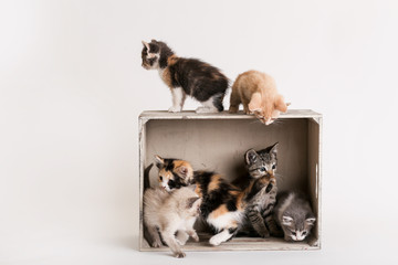 Litter of colorful kittens play in and around a wooden crate