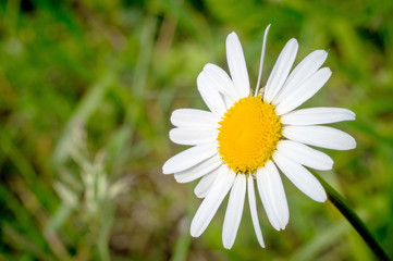 Fototapeta premium camomile macro
