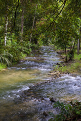 Evergreen jungle forest after rain.