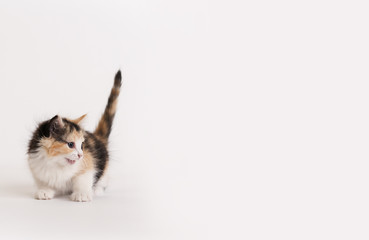 Scared Calico Kitten