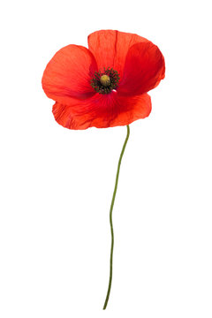 Bouquet of wild red poppies. Isolated on white background.