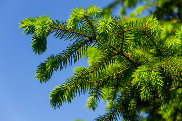 Young needles on fir tree branches at spring