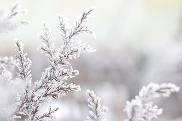The frozen tree branches