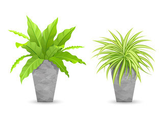 Tropical tree in cement pots collections, vector illustration
