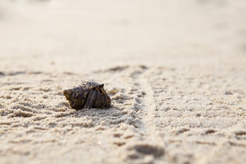 close up; Hermit crab on tropical beach
