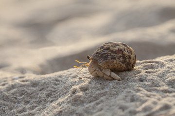 close up; Hermit crab on tropical beach