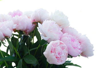 Fresh peony flowers colored in shades of pink isolated on white background