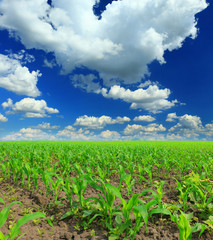 Cornfield with Clouds on Bright Summer Day