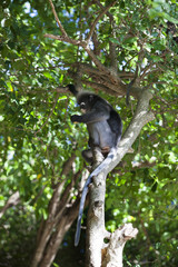 The dusky leaf monkey, spectacled langur, or spectacled leaf monkey (Trachypithecus obscurus)